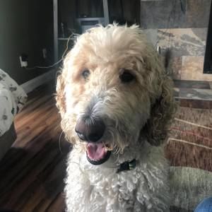 Meet your Posher, Heidi